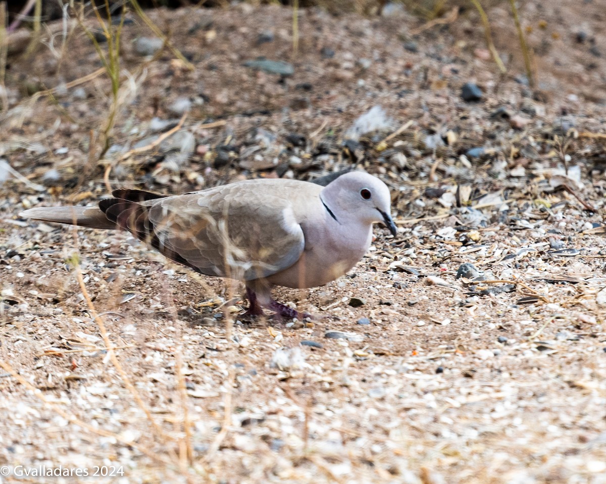 Eurasian Collared-Dove - ML618538419