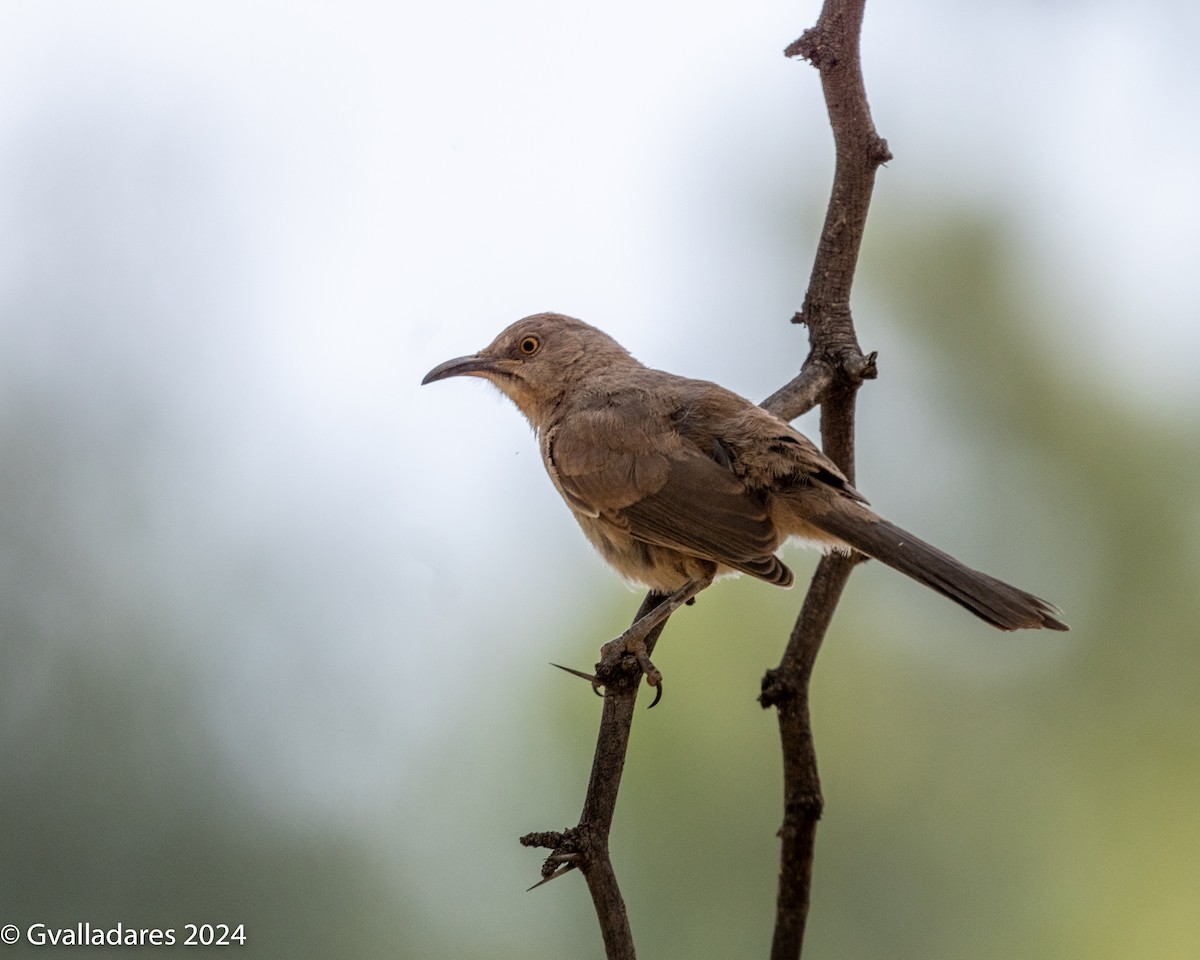 Curve-billed Thrasher - ML618538426