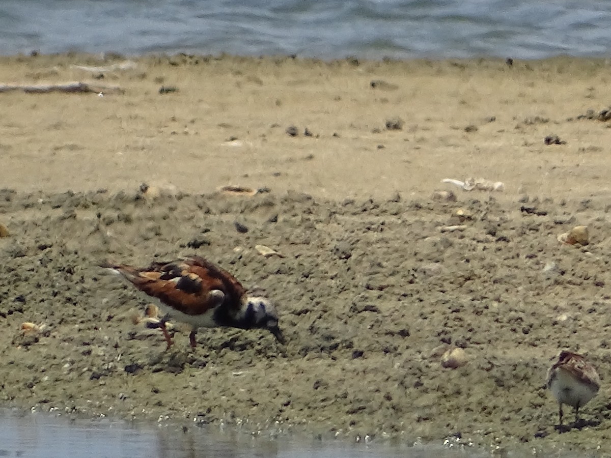 Ruddy Turnstone - ML618538452