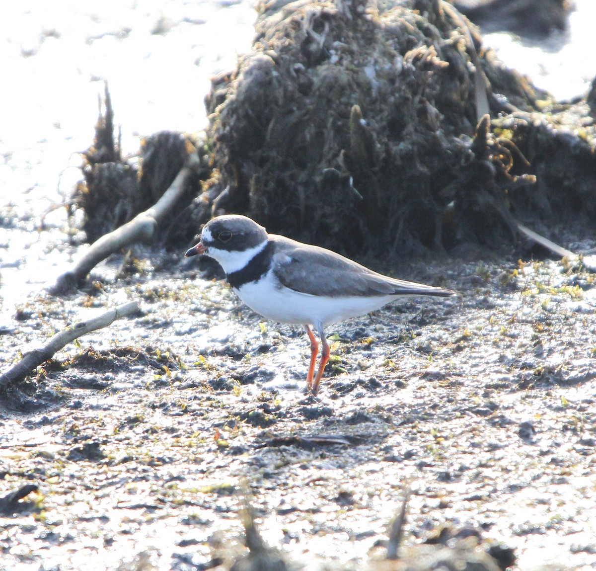 Semipalmated Plover - ML618538480