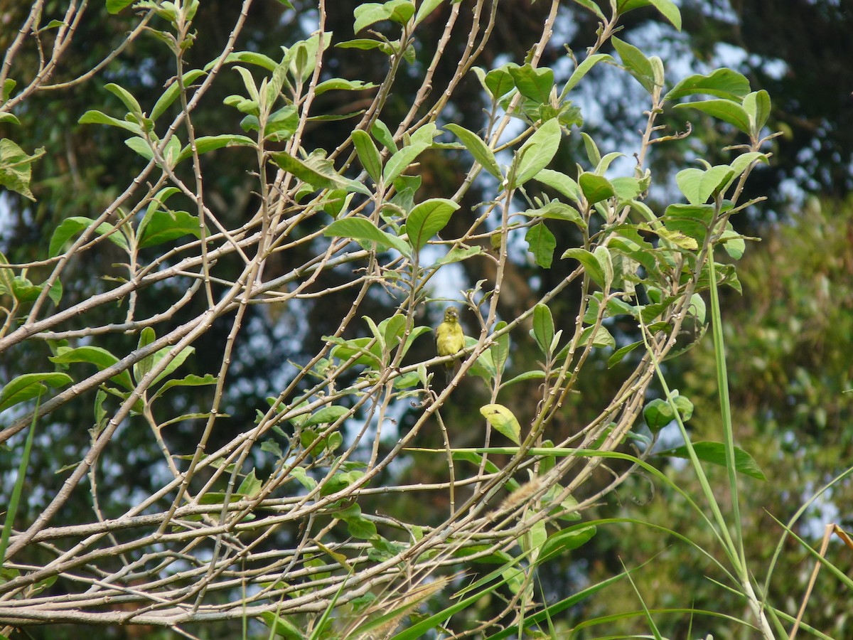 Lesser Goldfinch - Rafael Bonilla Mata