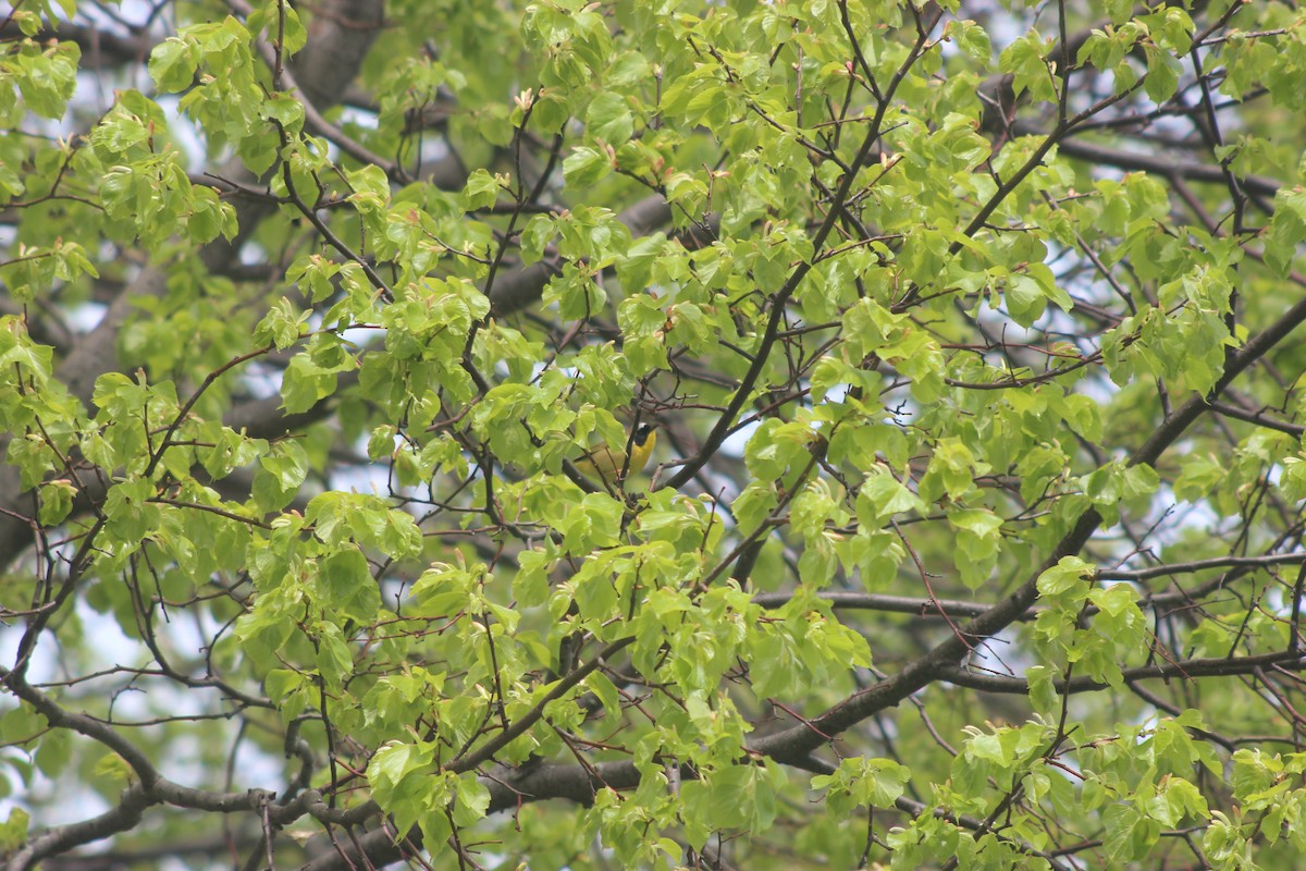 Common Yellowthroat - ML618538513