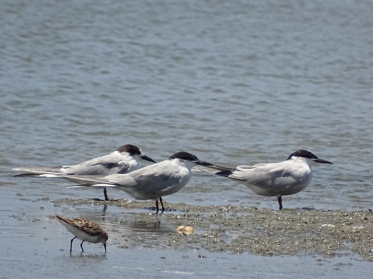 Whiskered Tern - Sri Srikumar