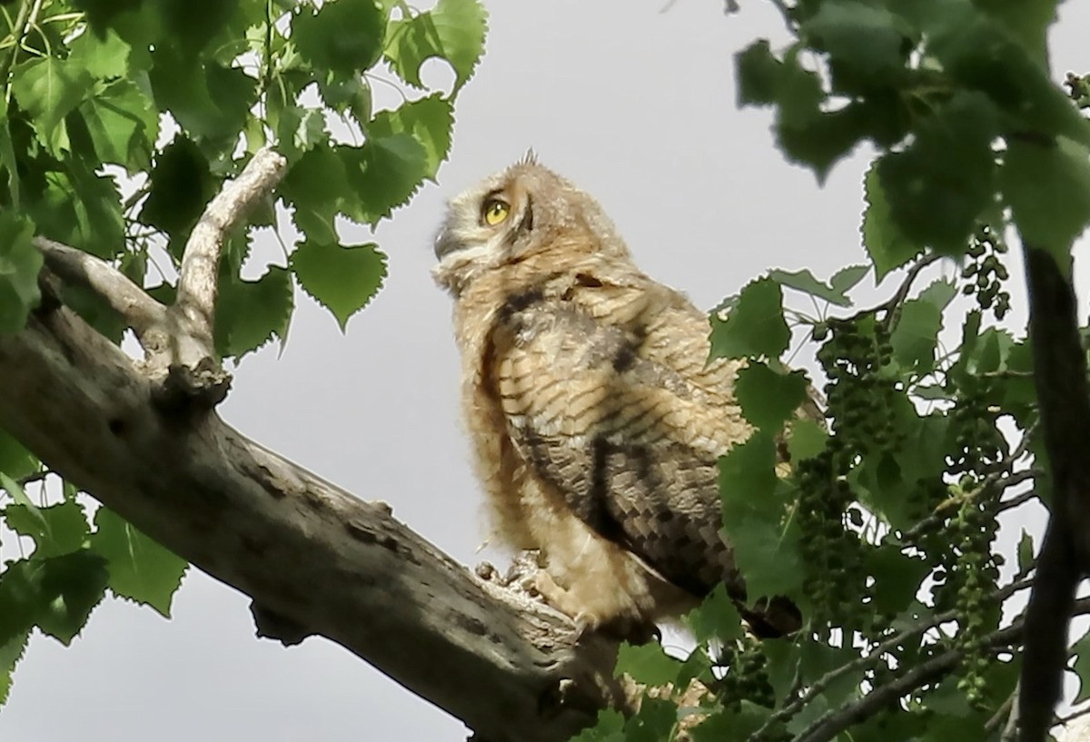 Great Horned Owl - Petra Clayton