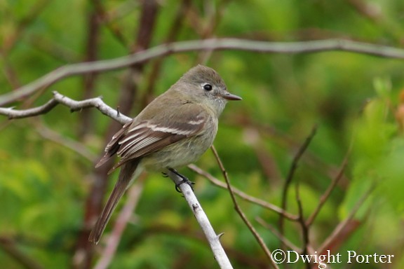 Dusky Flycatcher - ML618538569