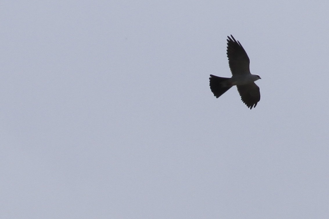 Mississippi Kite - Andrew Theus