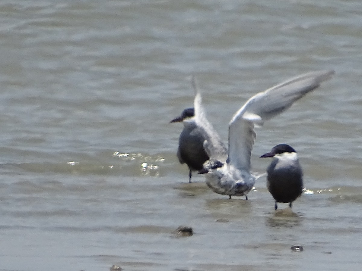 White-winged Tern - ML618538579