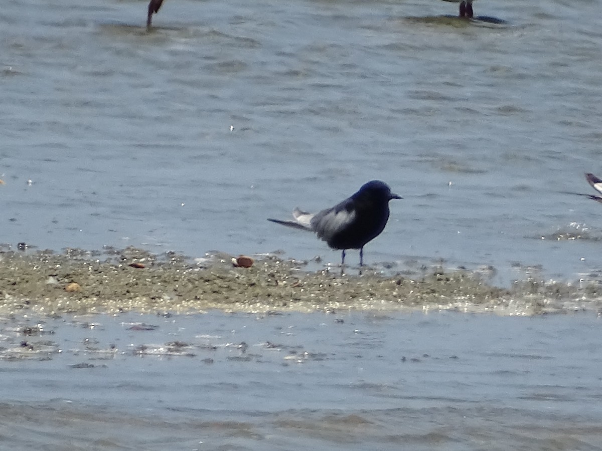 White-winged Tern - ML618538588