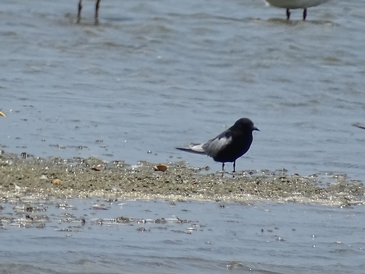 White-winged Tern - ML618538590