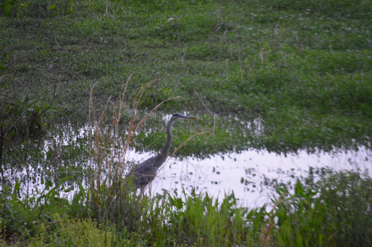 Great Blue Heron - ML618538622