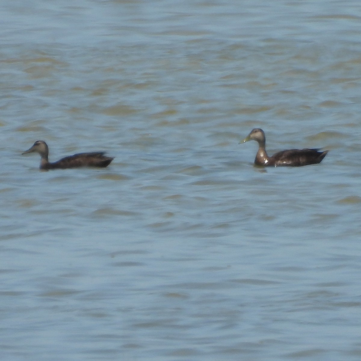 American Black Duck - ML618538623