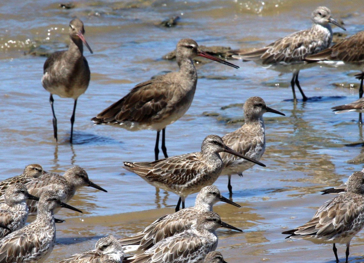 Asian Dowitcher - Chris Dwyer