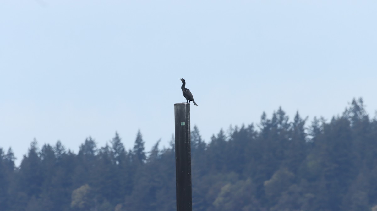 Double-crested Cormorant - ML618538725