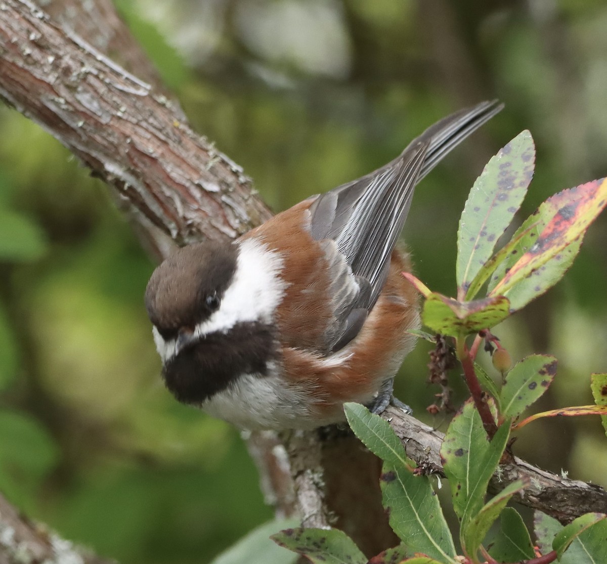 Chestnut-backed Chickadee - Lani Hyde