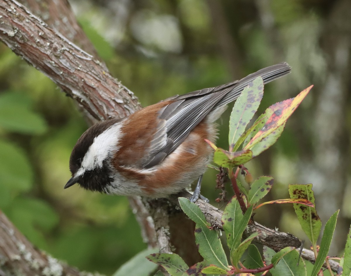 Mésange à dos marron - ML618538752