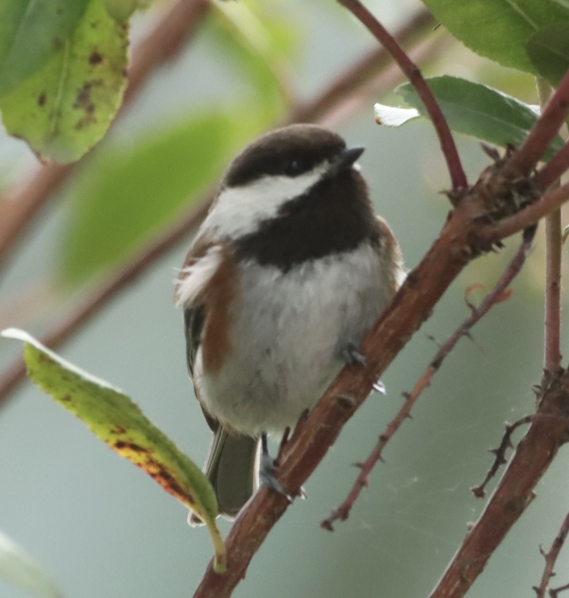 Chestnut-backed Chickadee - Lani Hyde