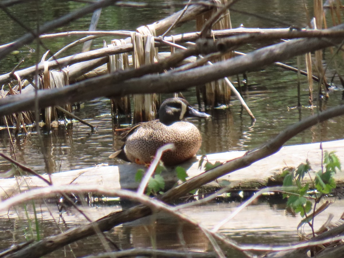 Blue-winged Teal - Cyndy Johnson