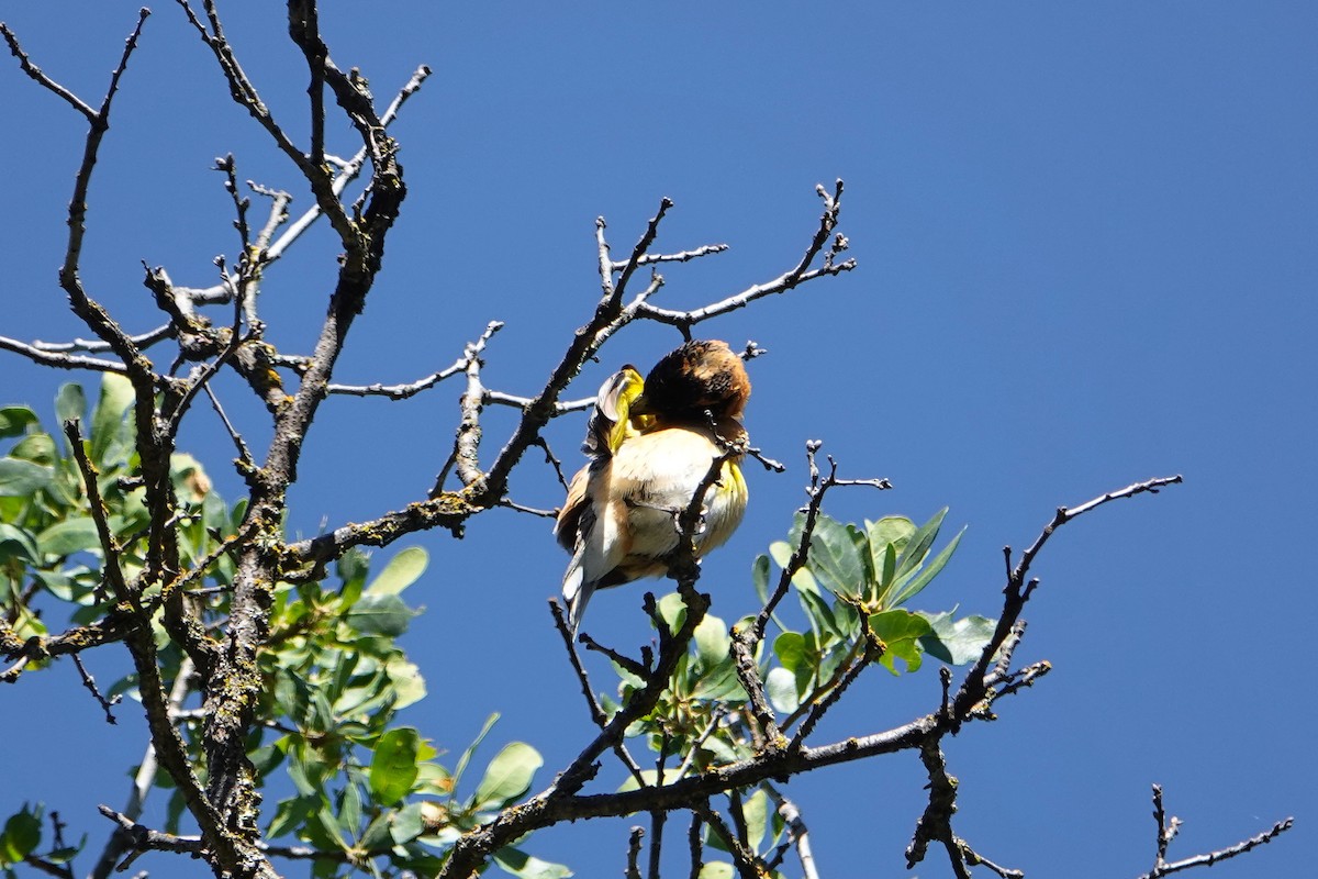 Black-headed Grosbeak - Jaedon Tembrevilla