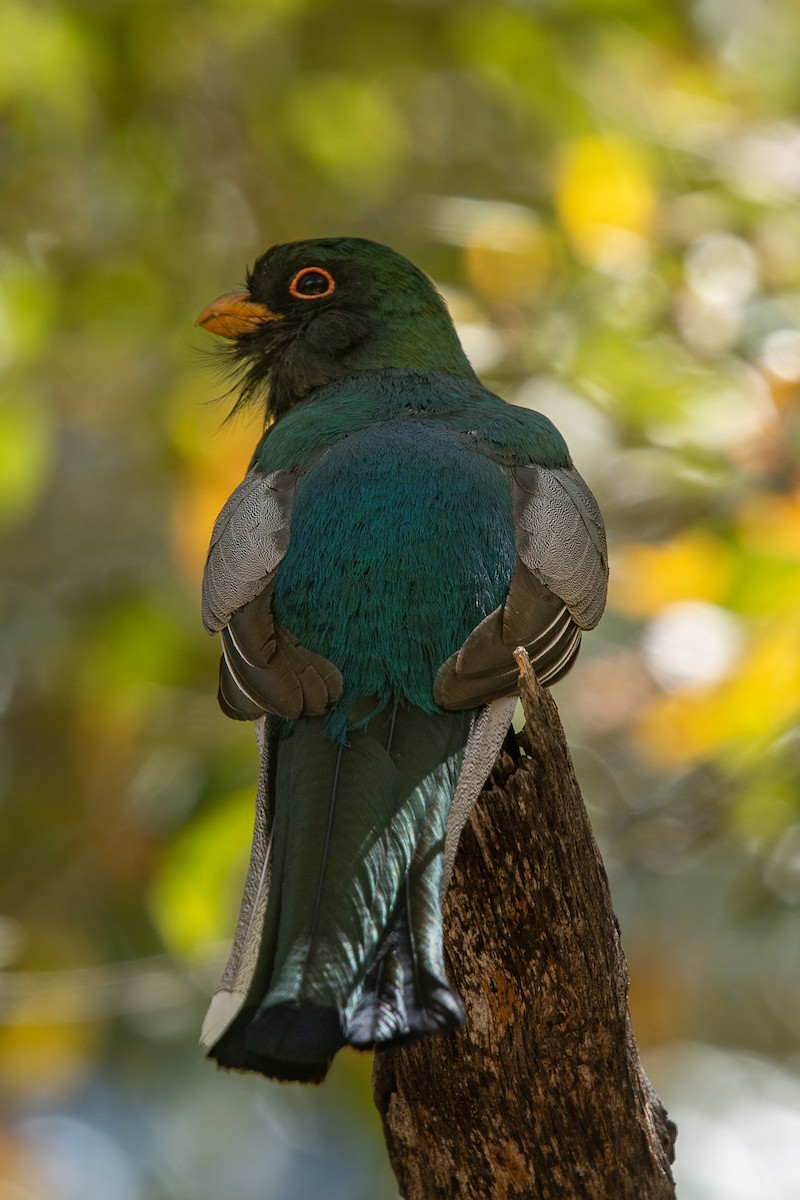 Elegant Trogon - Ken&Fay Broten