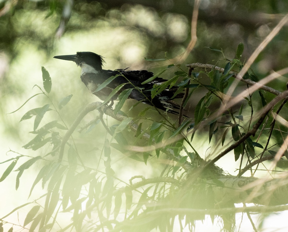 Belted Kingfisher - Kelly Barrett