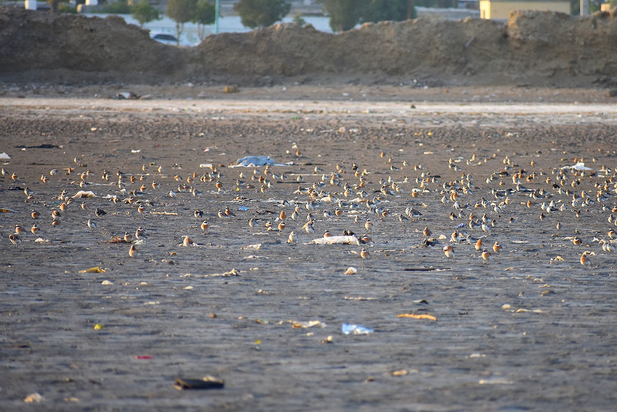 Tibetan Sand-Plover - ML618538831