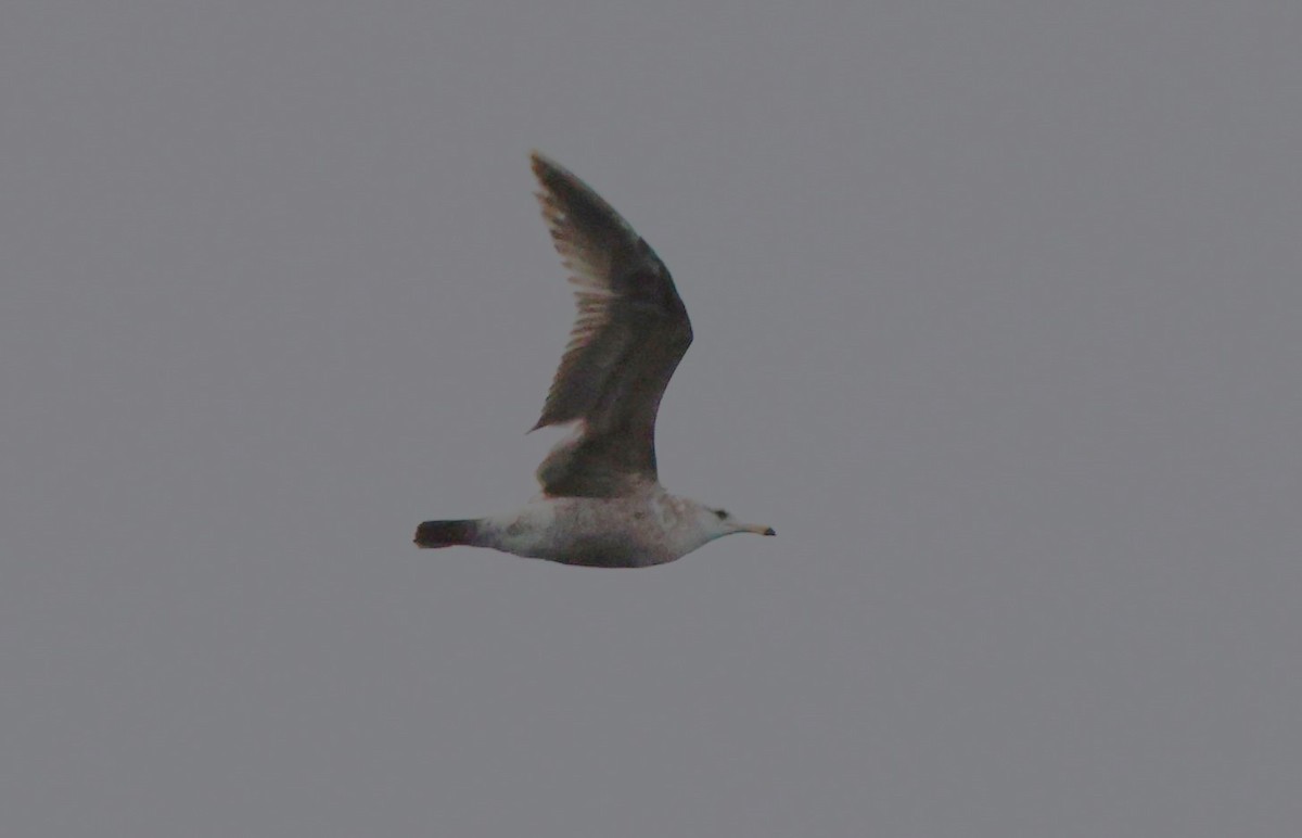 Herring Gull - Angela Kenny