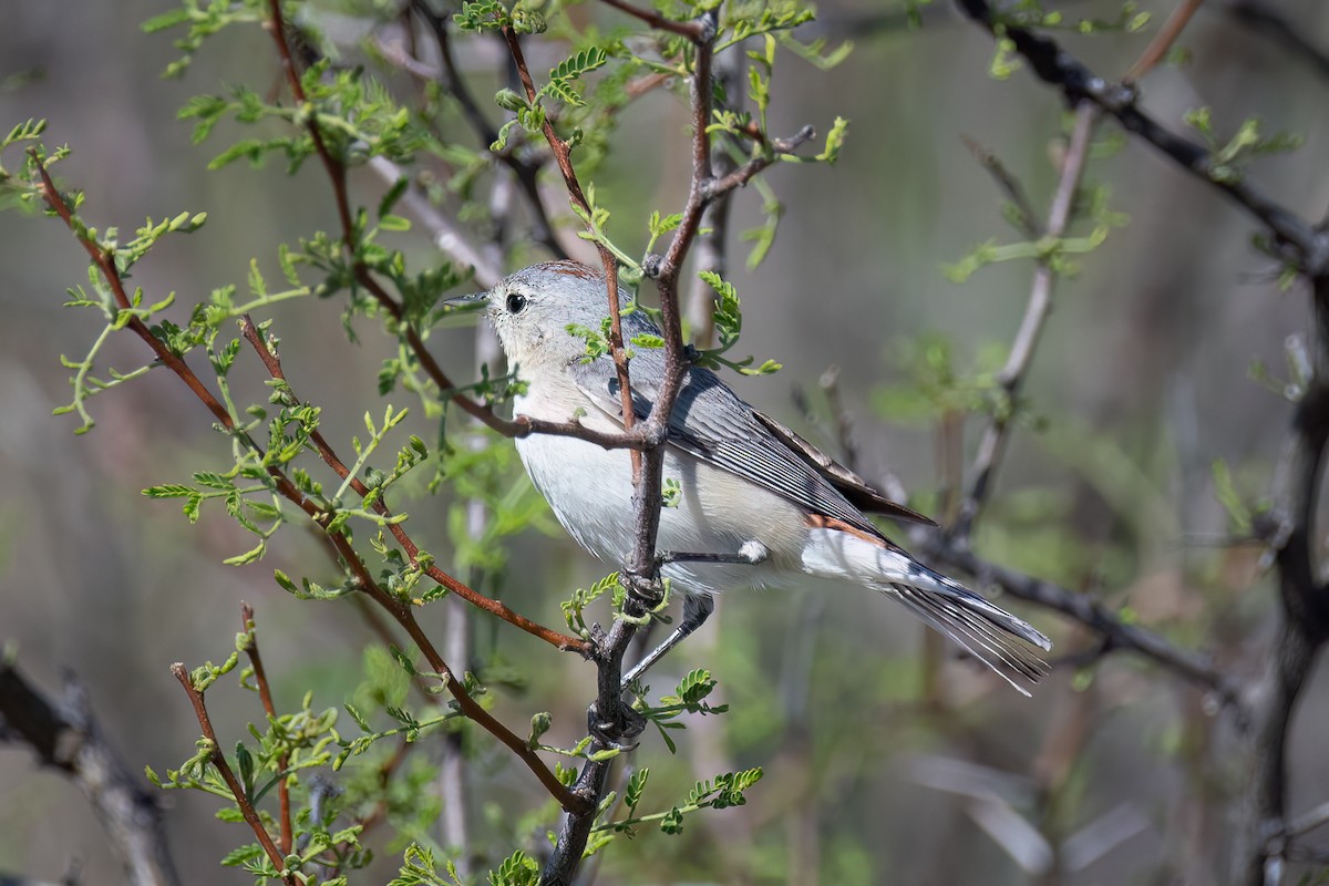 Lucy's Warbler - Michael Roper