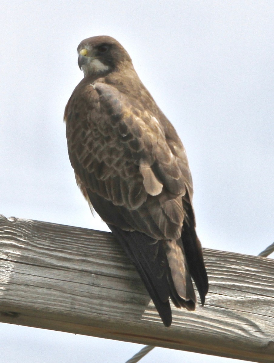 Swainson's Hawk - ML618538935