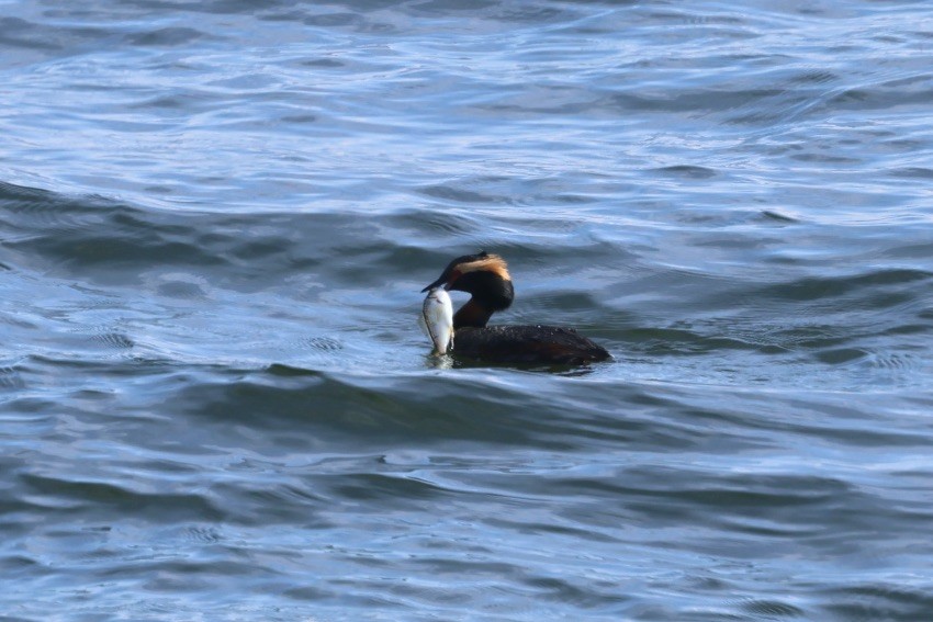 Horned Grebe - ML618538974