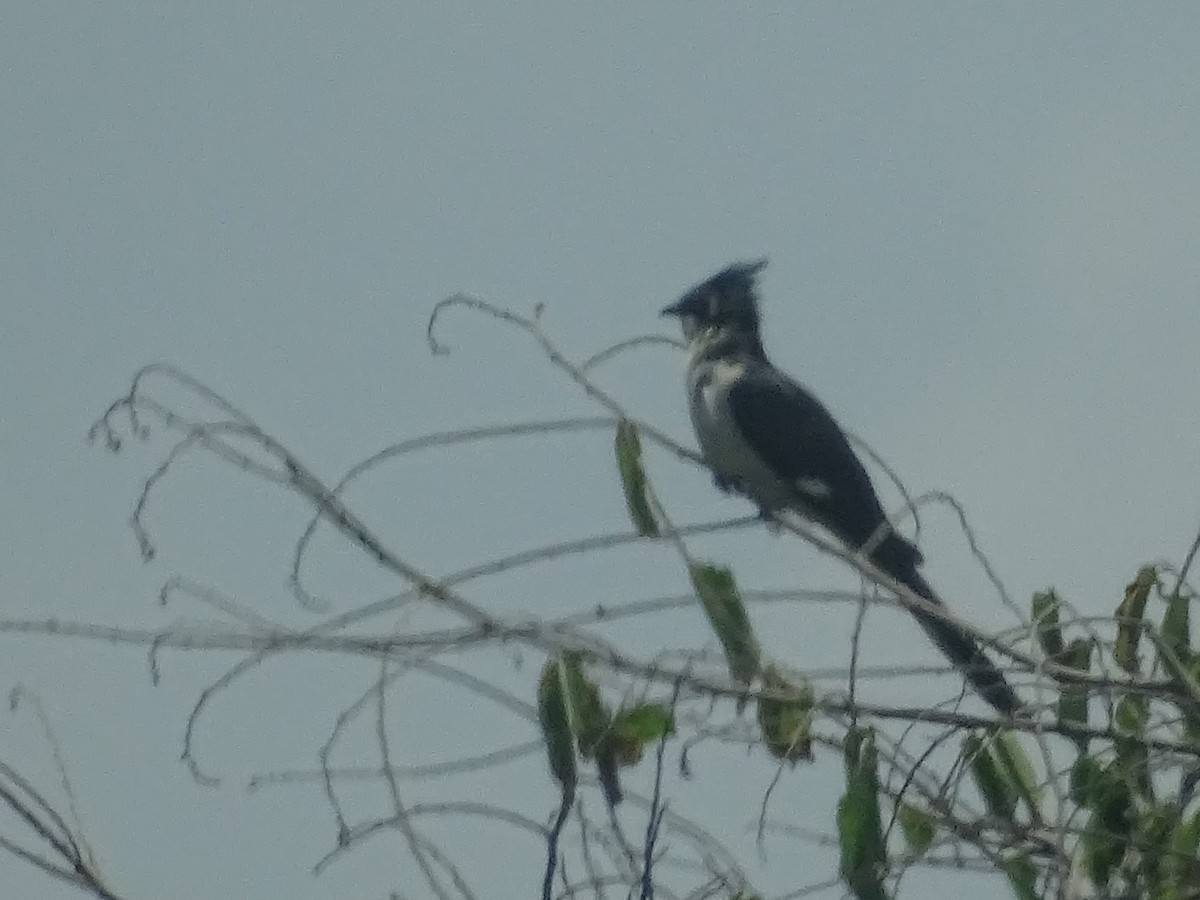 Pied Cuckoo - ML618538982