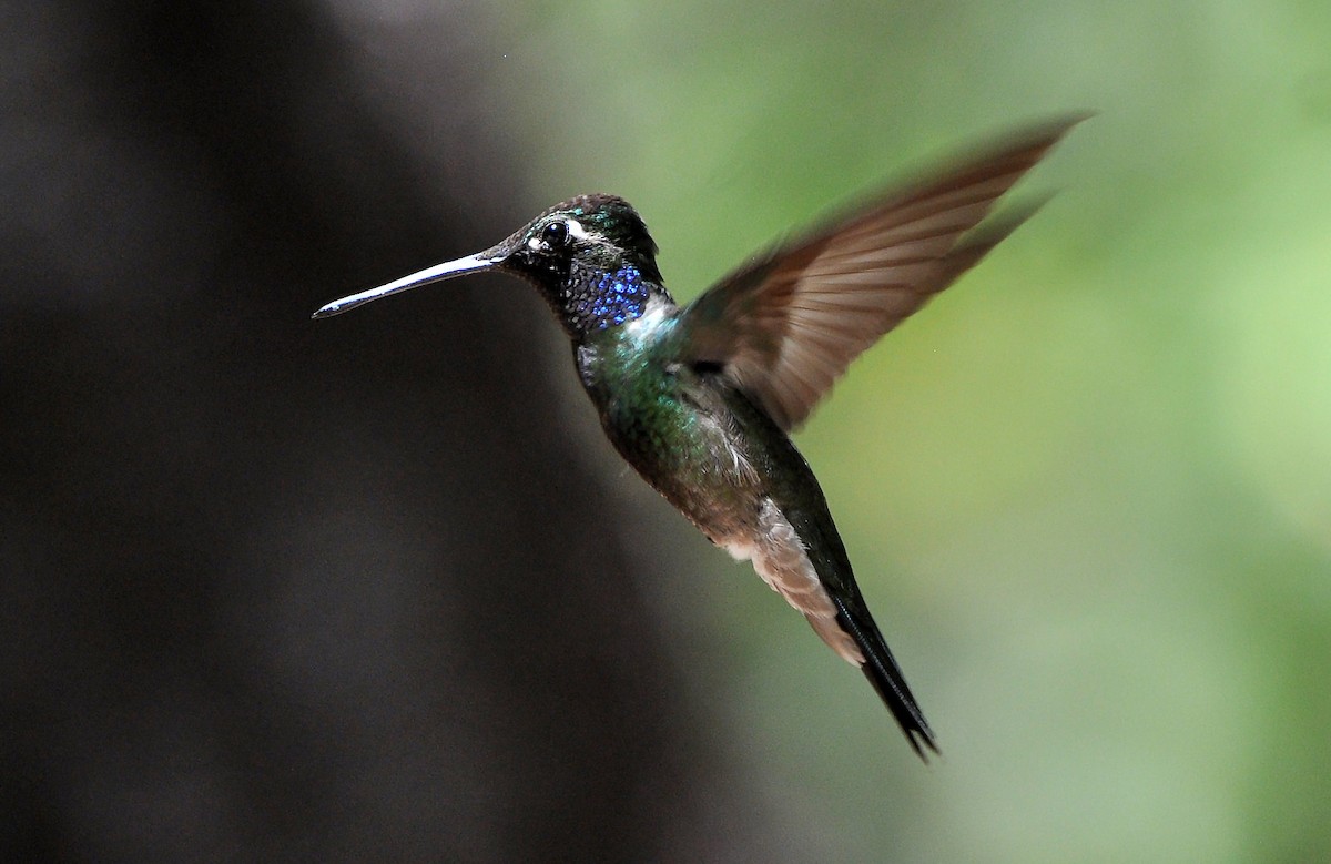 Colibrí Gorjiazul - ML618539081