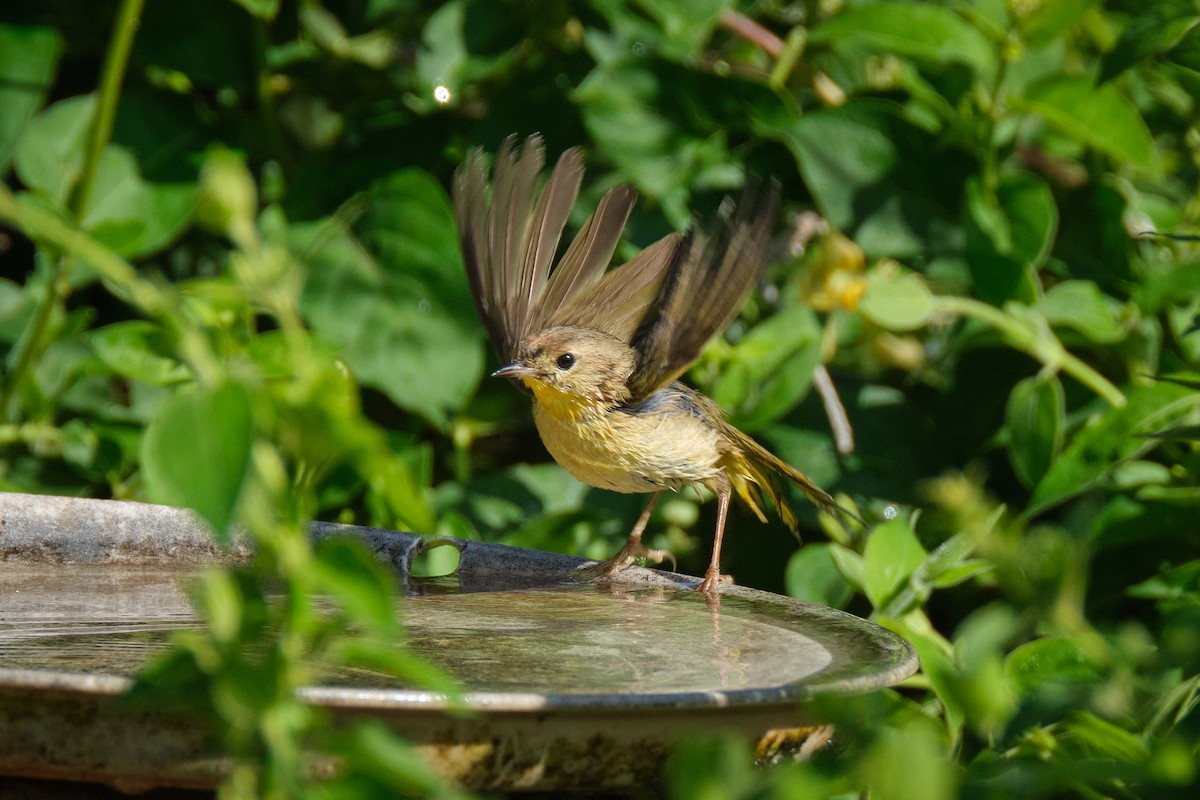 Common Yellowthroat - Guillaume Stordeur