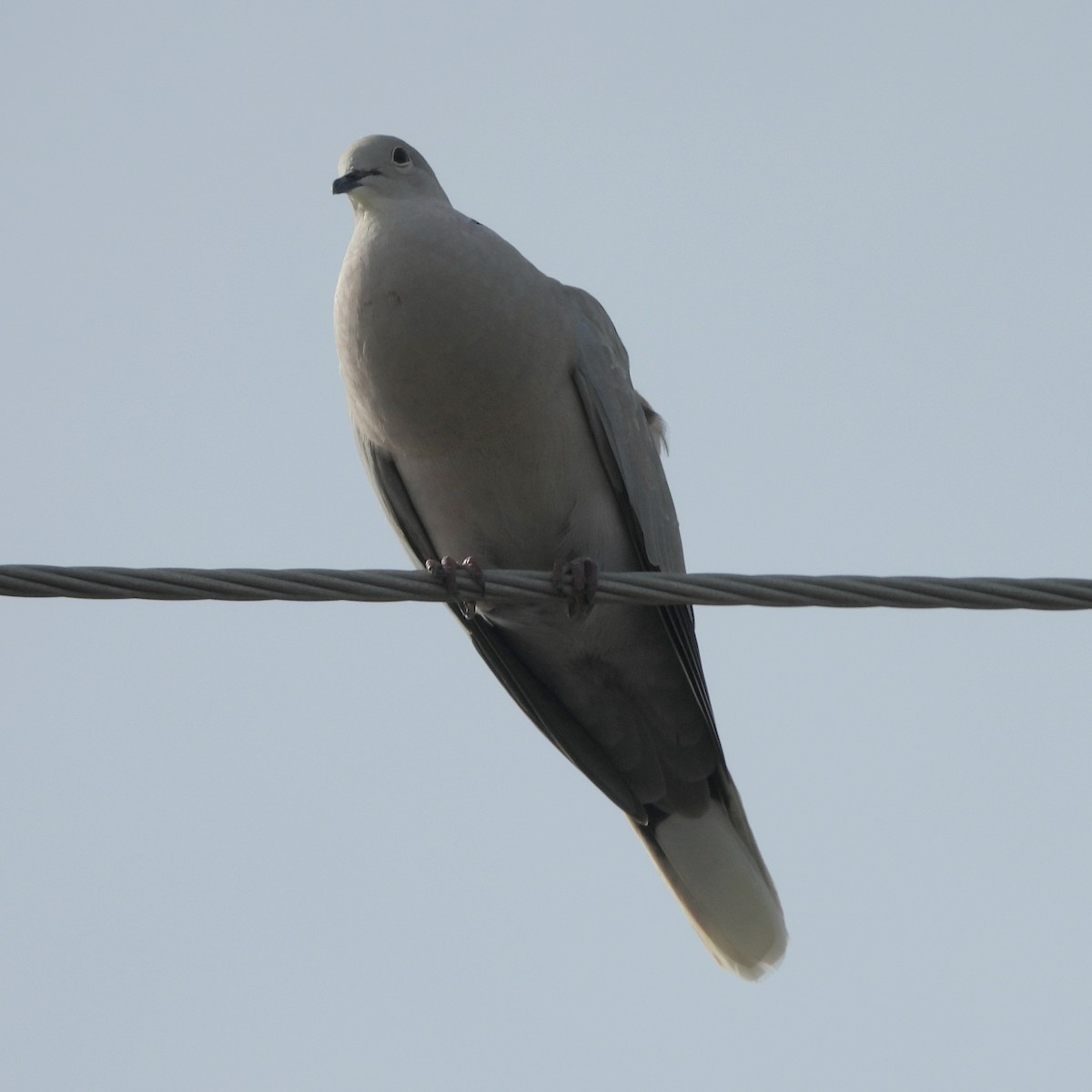 Tortora dal collare - ML618539105