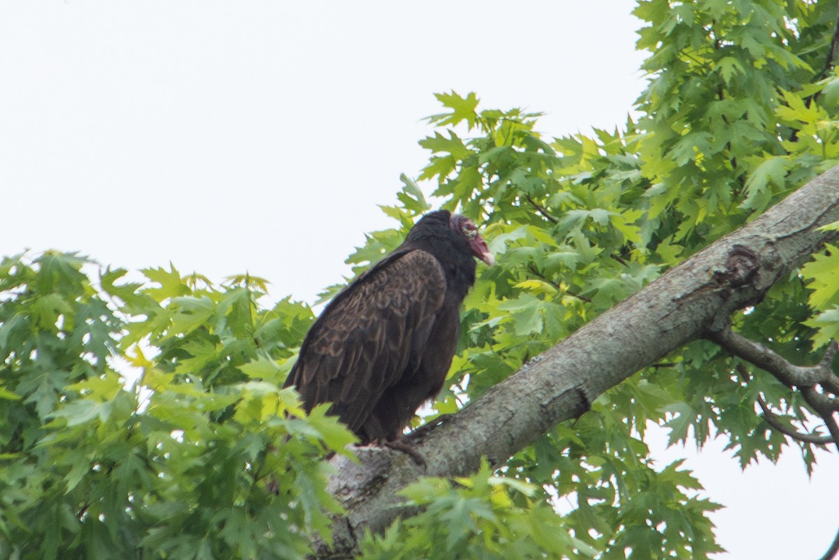 Turkey Vulture - Yixiao Liu