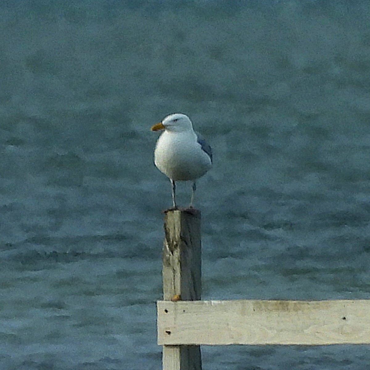 American Herring Gull - ML618539117