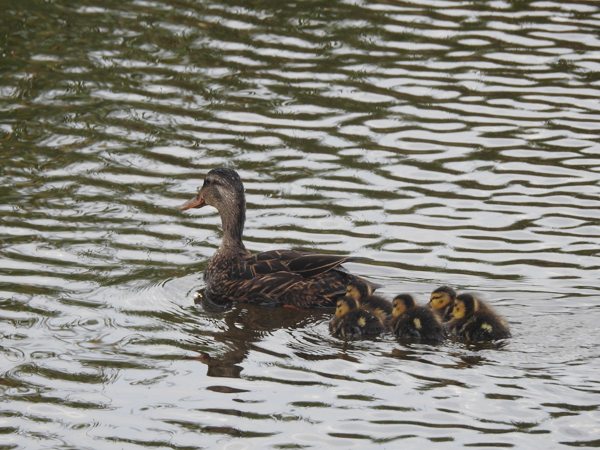 Mottled Duck - Joseph Aubert