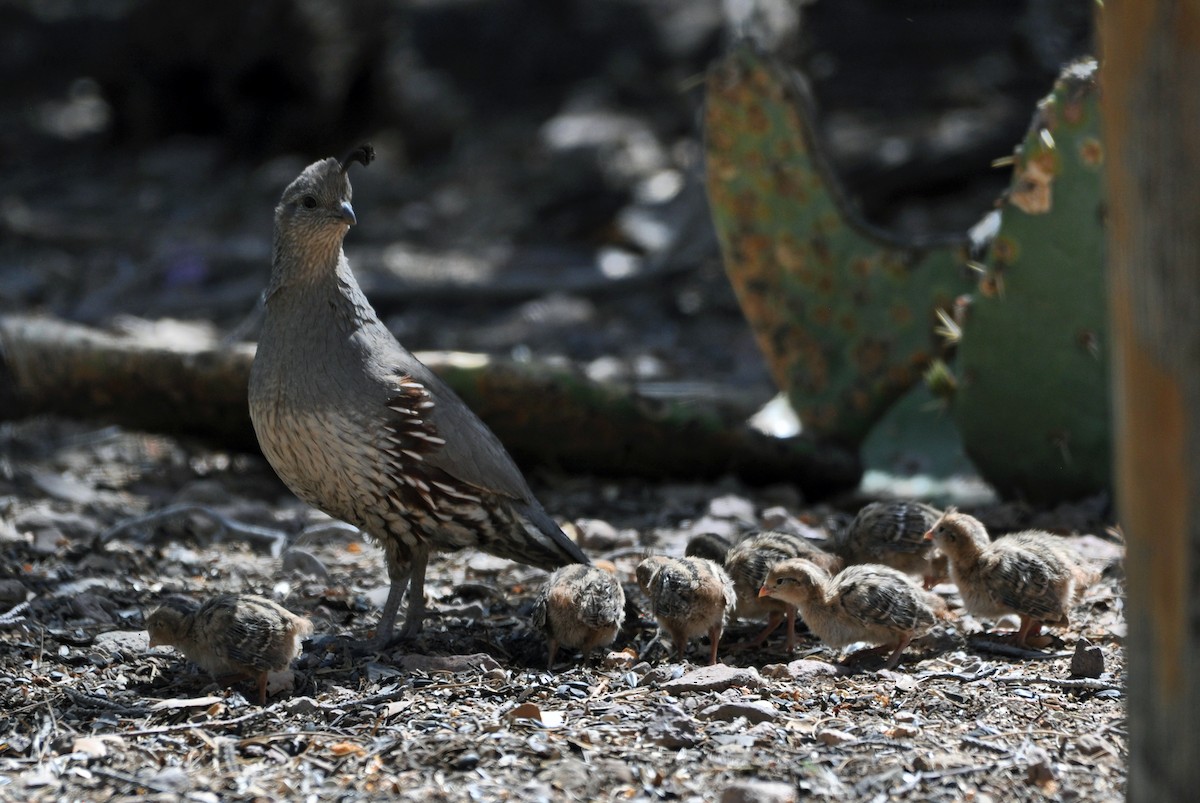 křepel čelenkový - ML618539142