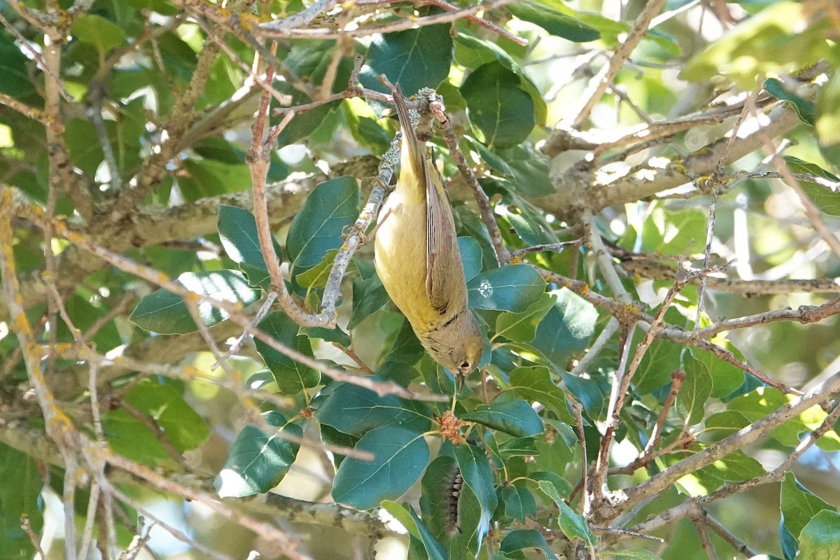 Червоїд оливковий (підвид celata/orestera) - ML618539153
