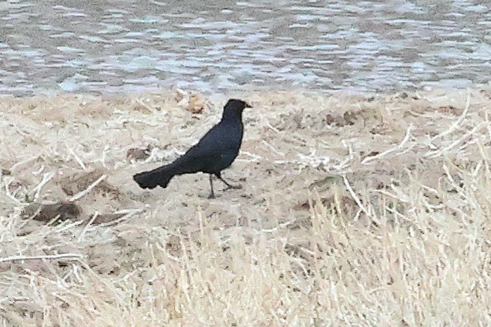 Great-tailed Grackle - Susan Hovde