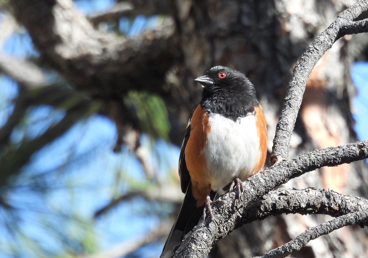 Spotted Towhee - Andy Gee