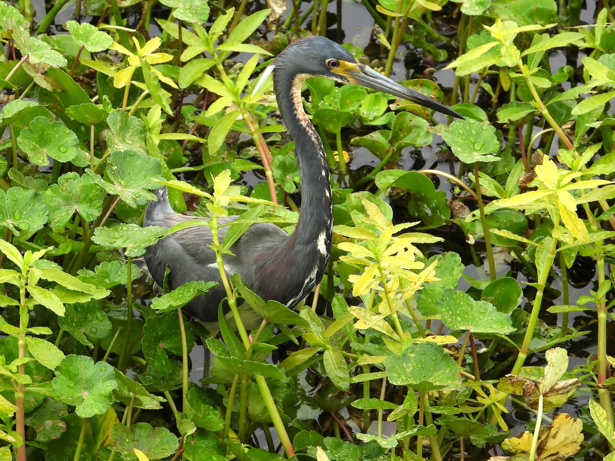 Tricolored Heron - ML618539183