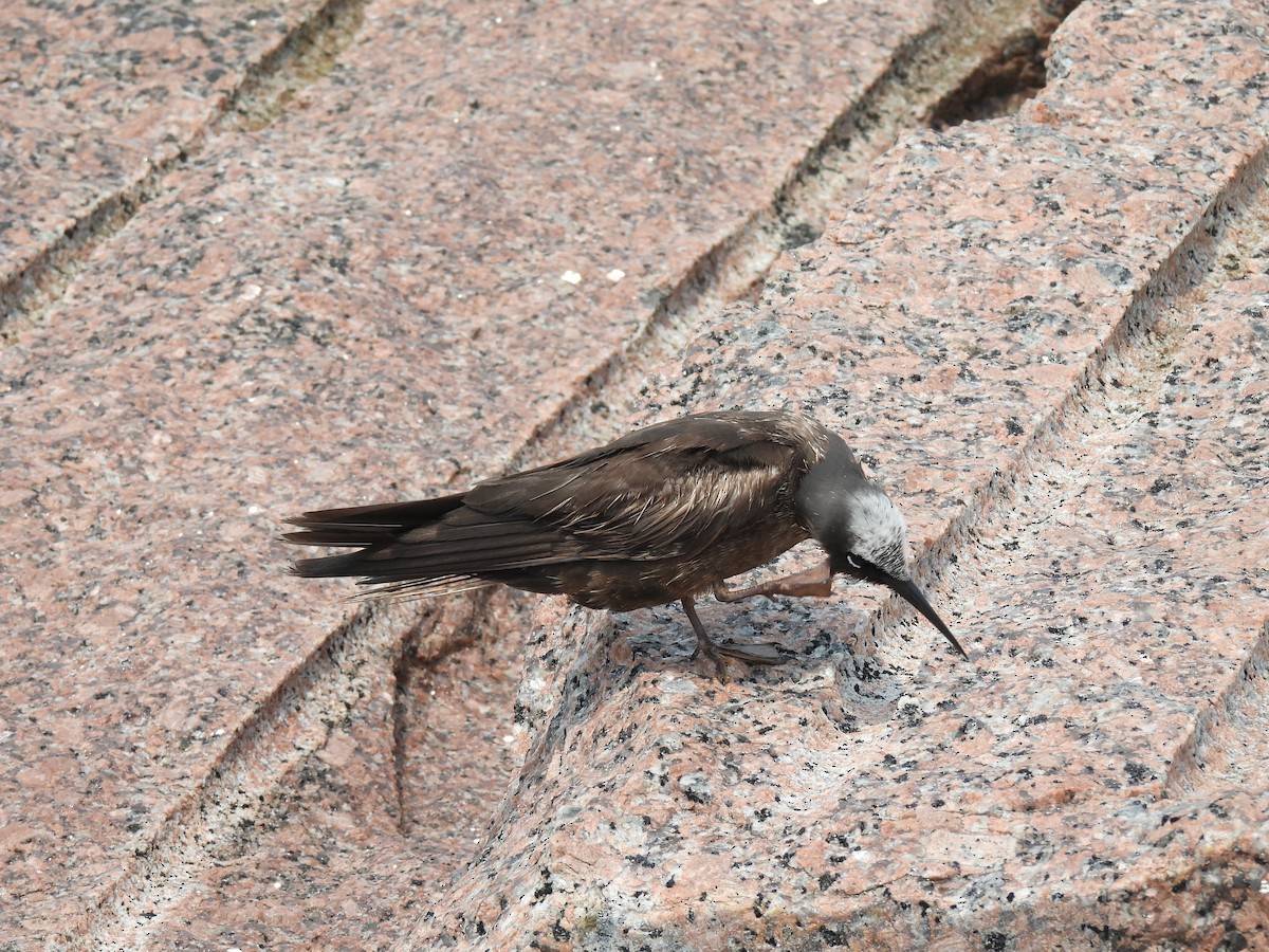 Black Noddy - Nathan Wahler