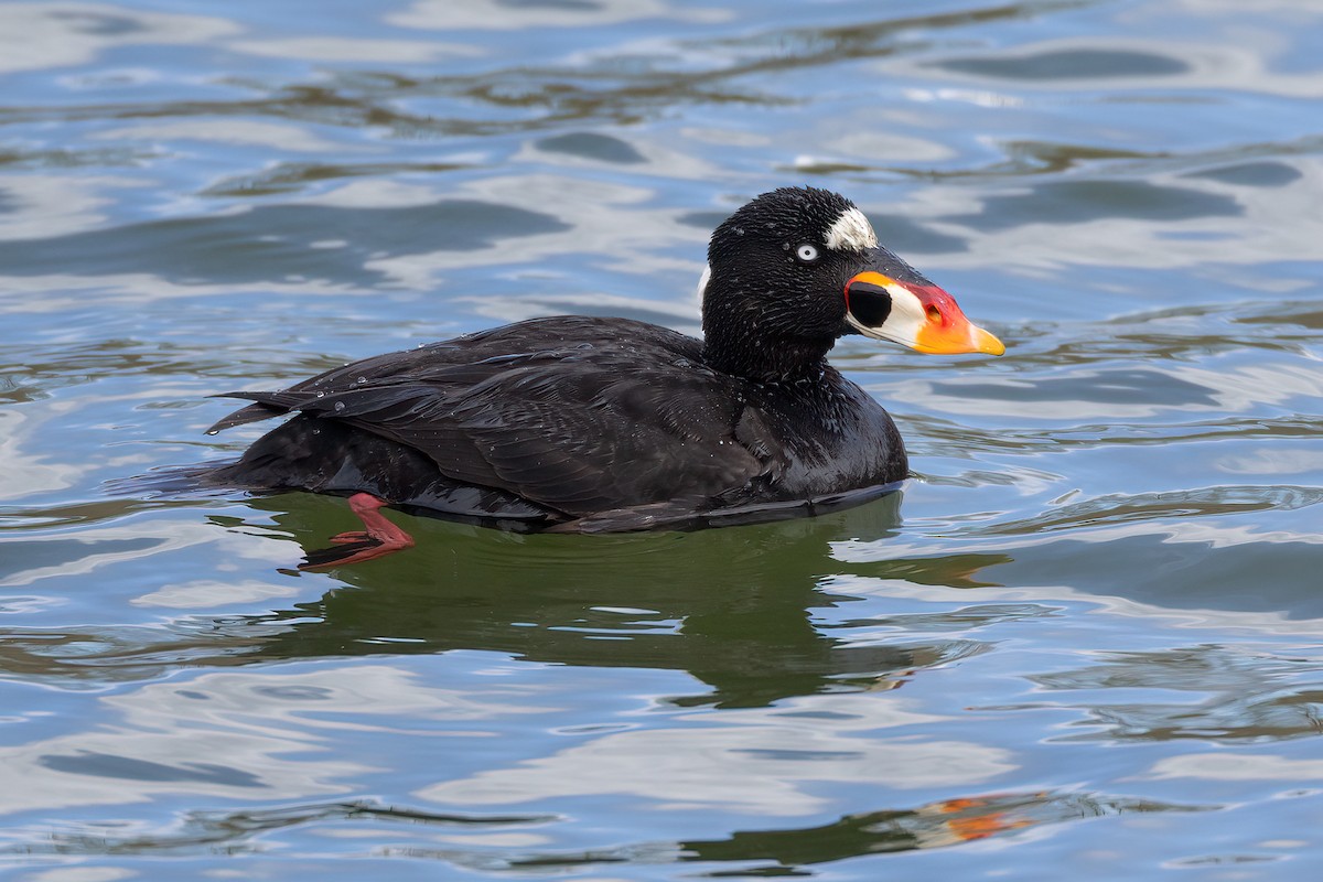 Surf Scoter - Jeff Dyck