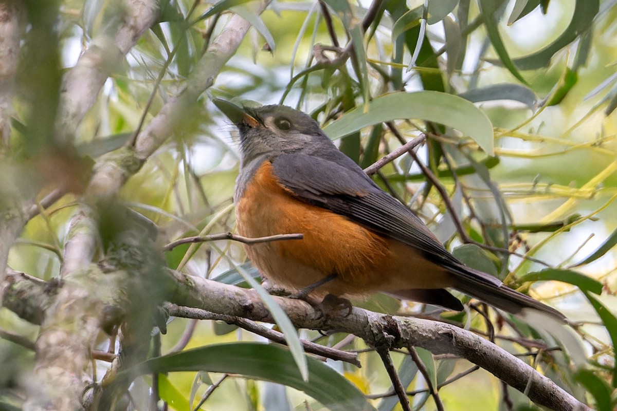 Spectacled Monarch - ML618539352