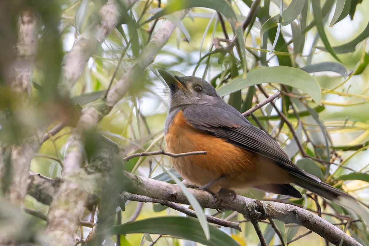 Spectacled Monarch - ML618539354