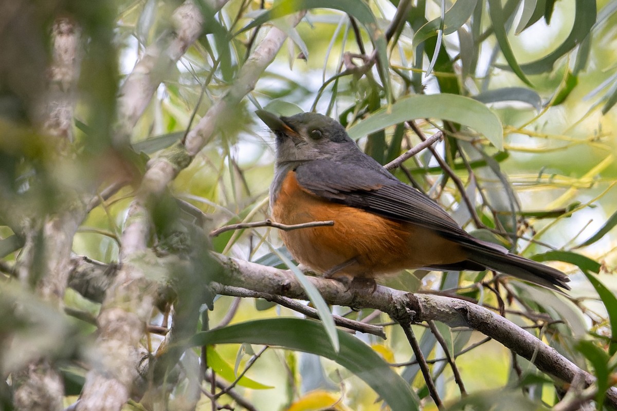 Spectacled Monarch - John  Van Doorn