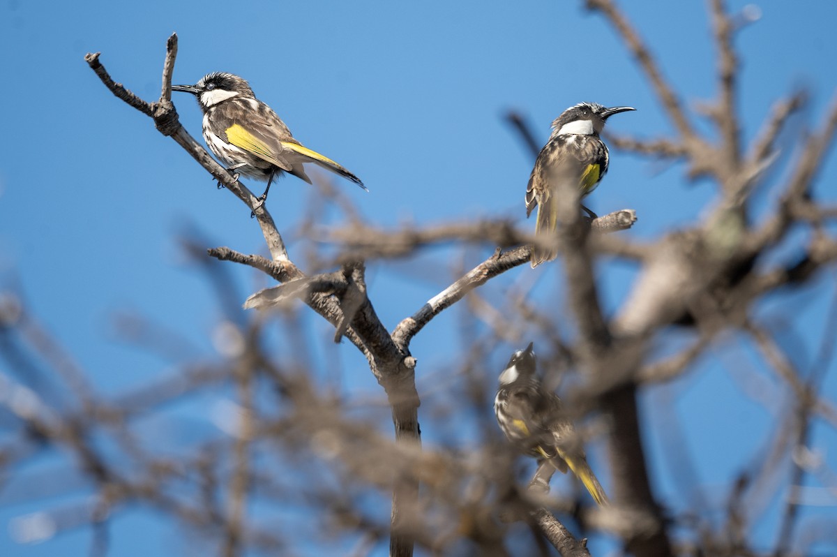 White-cheeked Honeyeater - ML618539442