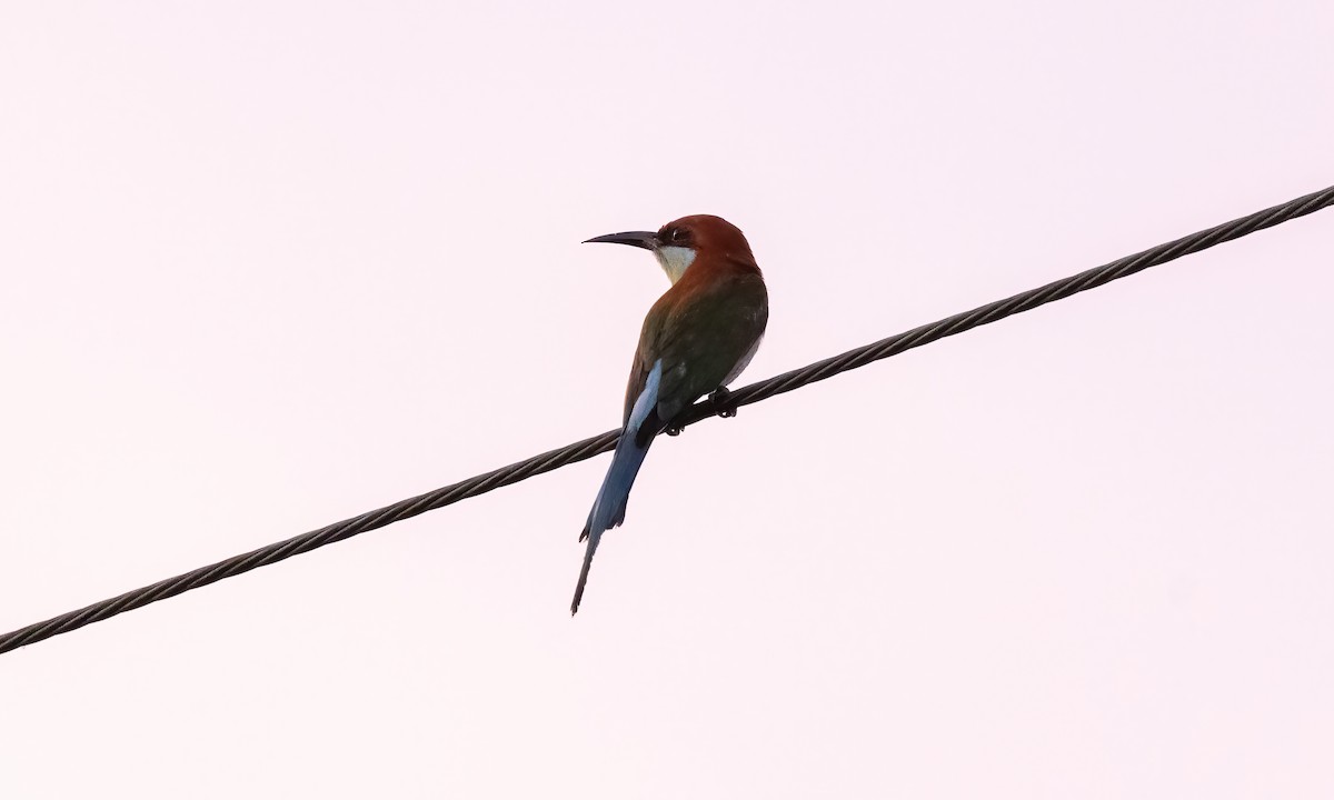 Rufous-crowned Bee-eater - Paul Fenwick