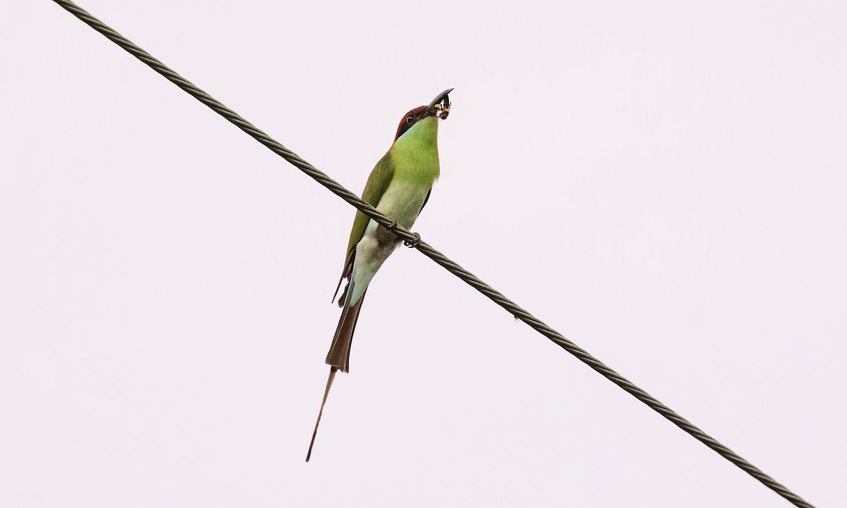 Rufous-crowned Bee-eater - Paul Fenwick