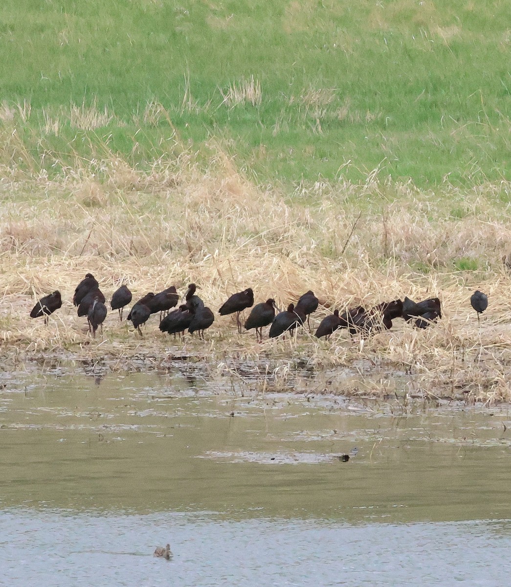 White-faced Ibis - Susan Hovde